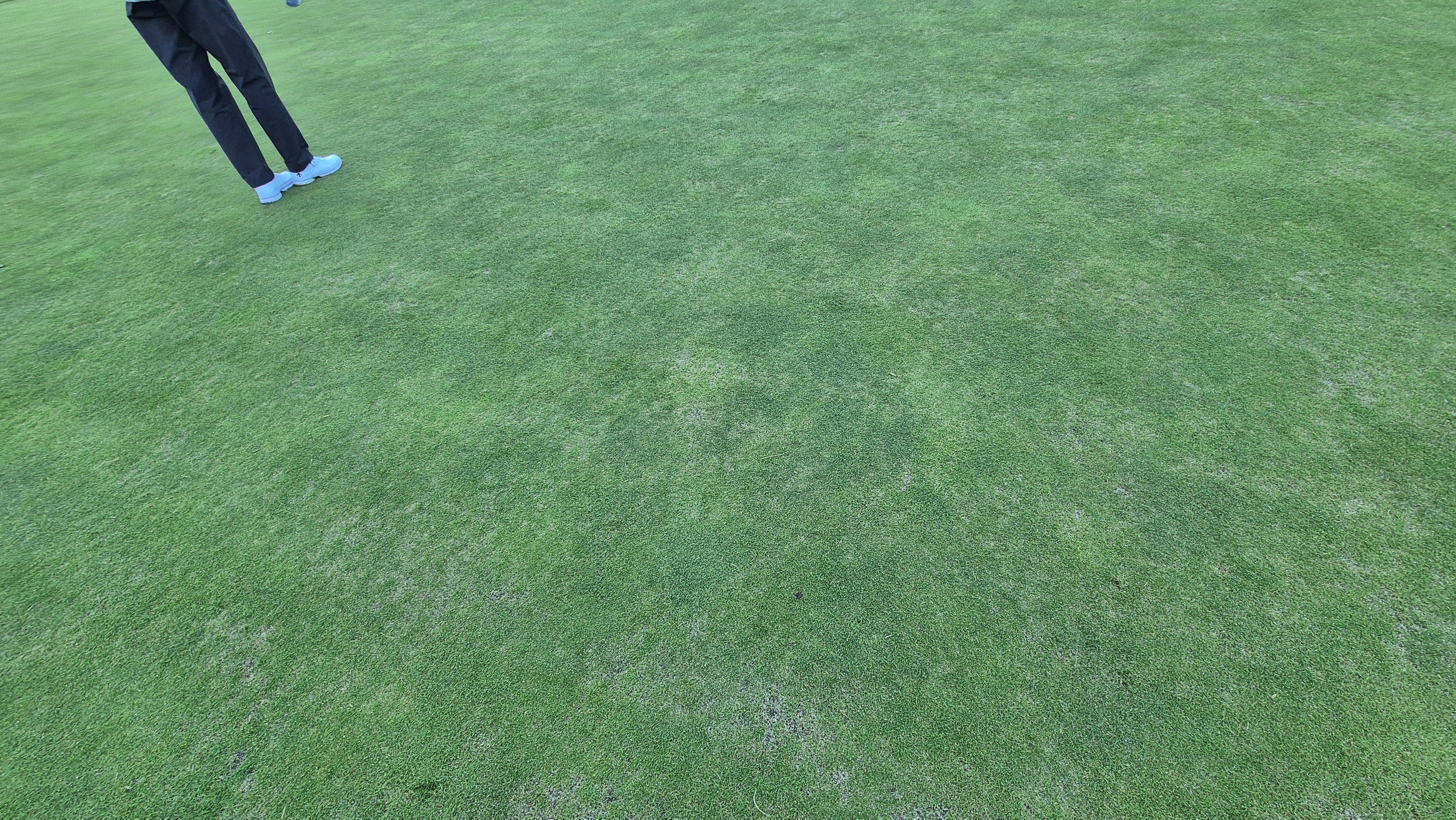 떼제베cc 동-북 코스 그린 관리 상태