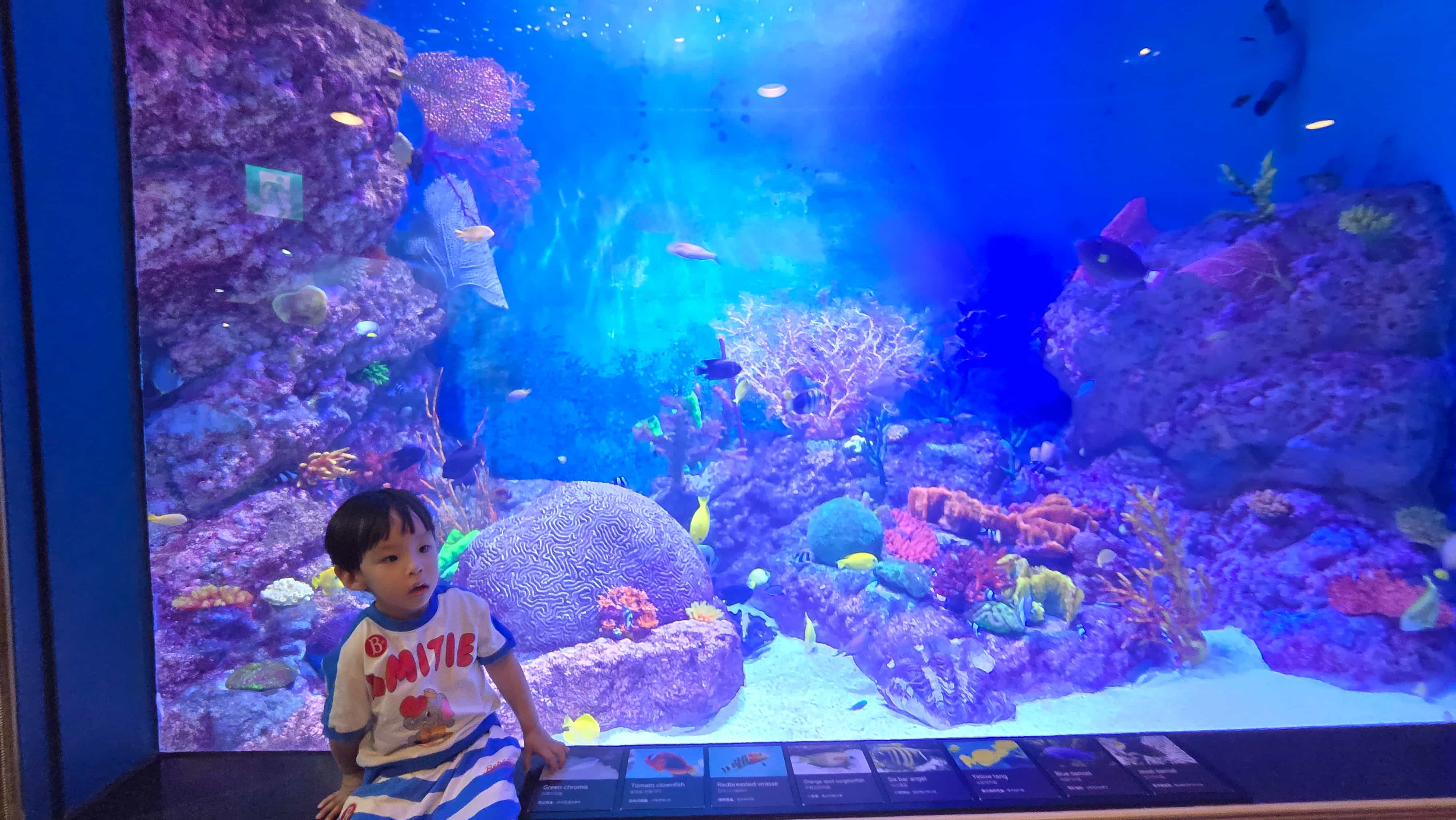 코엑스아쿠아리움 수족관 앞 아이의 모습-2