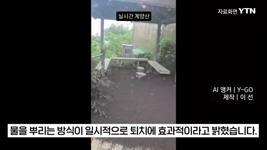 러브버그 퇴치방법- 물뿌리는 방식이 효과적