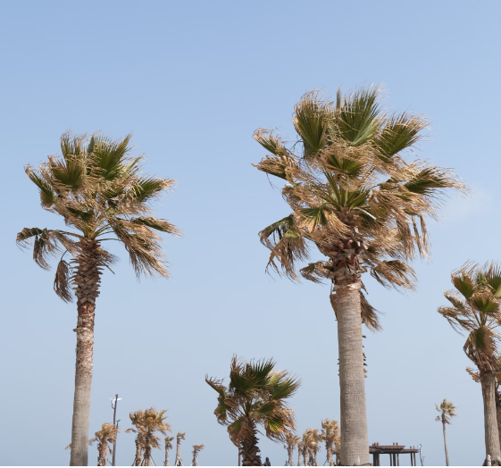 제주항공 고객센터 전화번호 상담원 연결