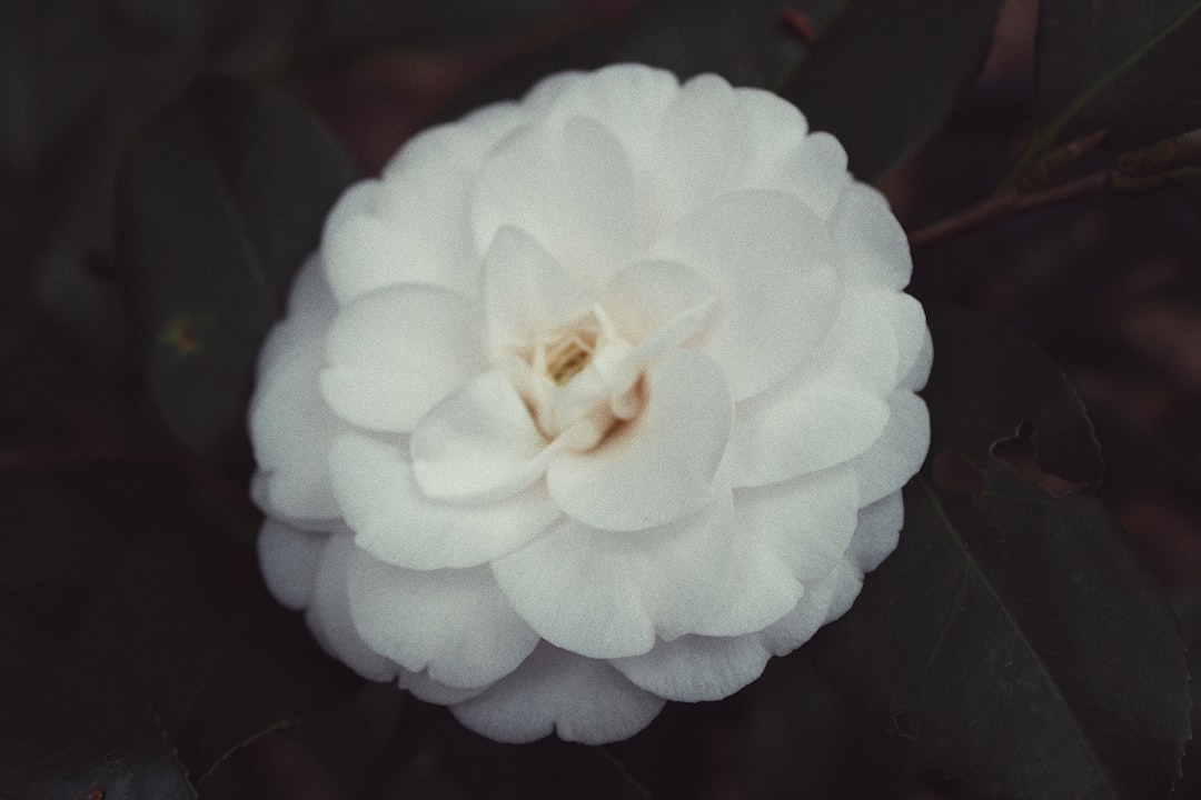 Camellia