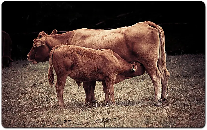 소띠운세-2024년