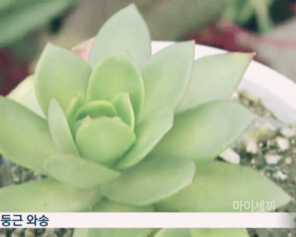 둥근 와송