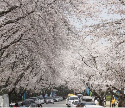 오산 벚꽃