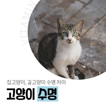 집고양이 vs 길고양이 평균 수명 차이 심층 분석_7