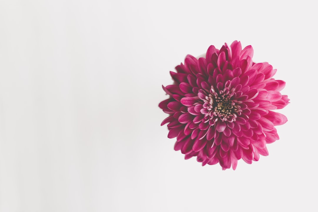 'Blossom'