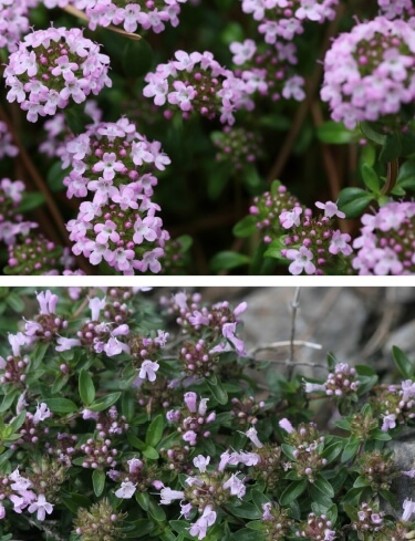 향기 허브, 백리향 키우기 가이드