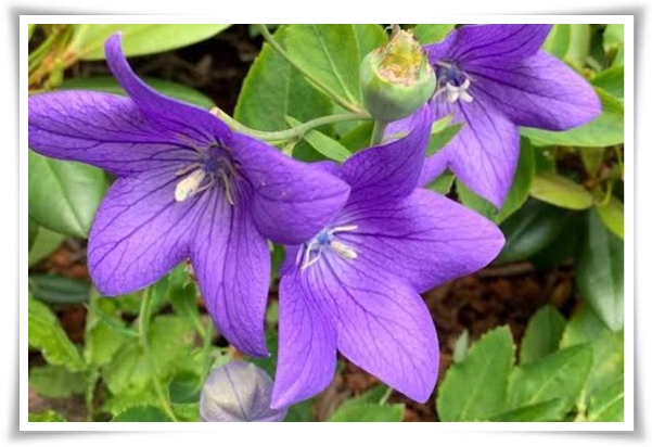 "도라지 꽃과 도라지" 아름다운 꽃과 건강한 뿌리를 품은 자연의 선물!