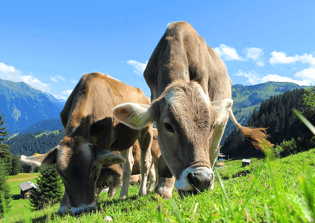 들판에 소 두 마리가 풀을 뜯어 먹고 있다. 회색털을 가진 소들이다.