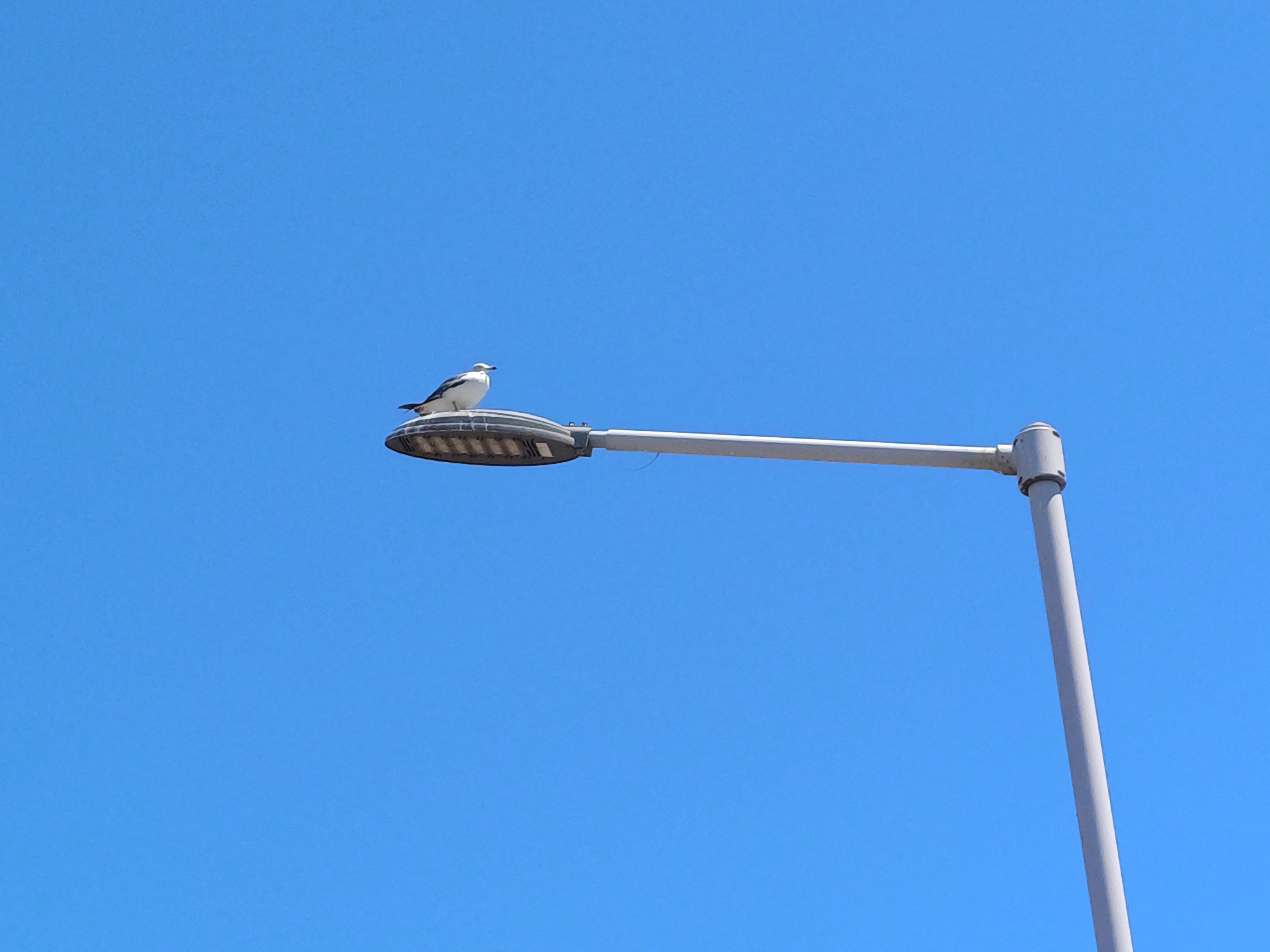perched on the streetlights