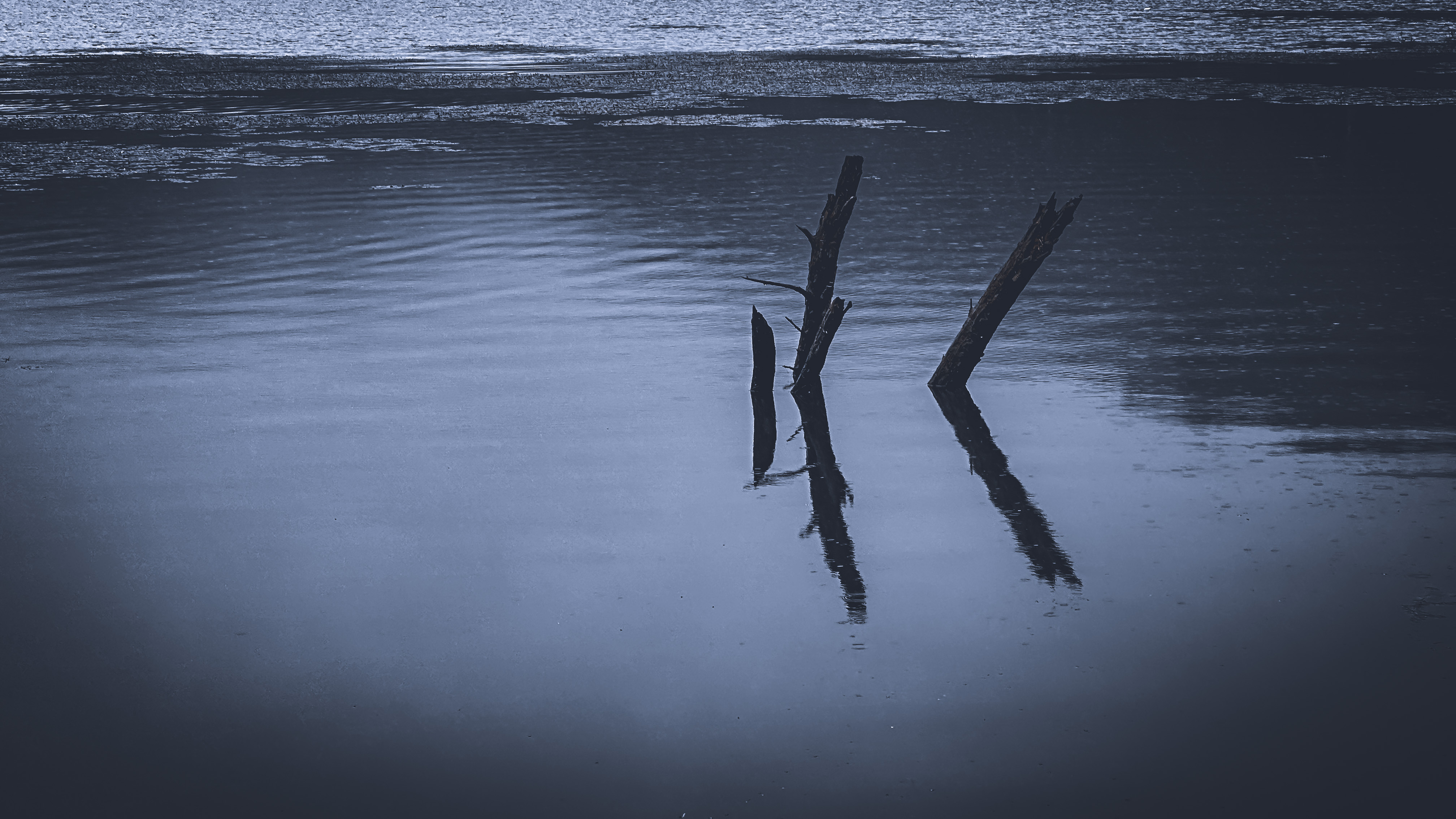 문광저수지 은행 나무길