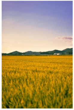 공시지가 조회 사이트 확인 방법