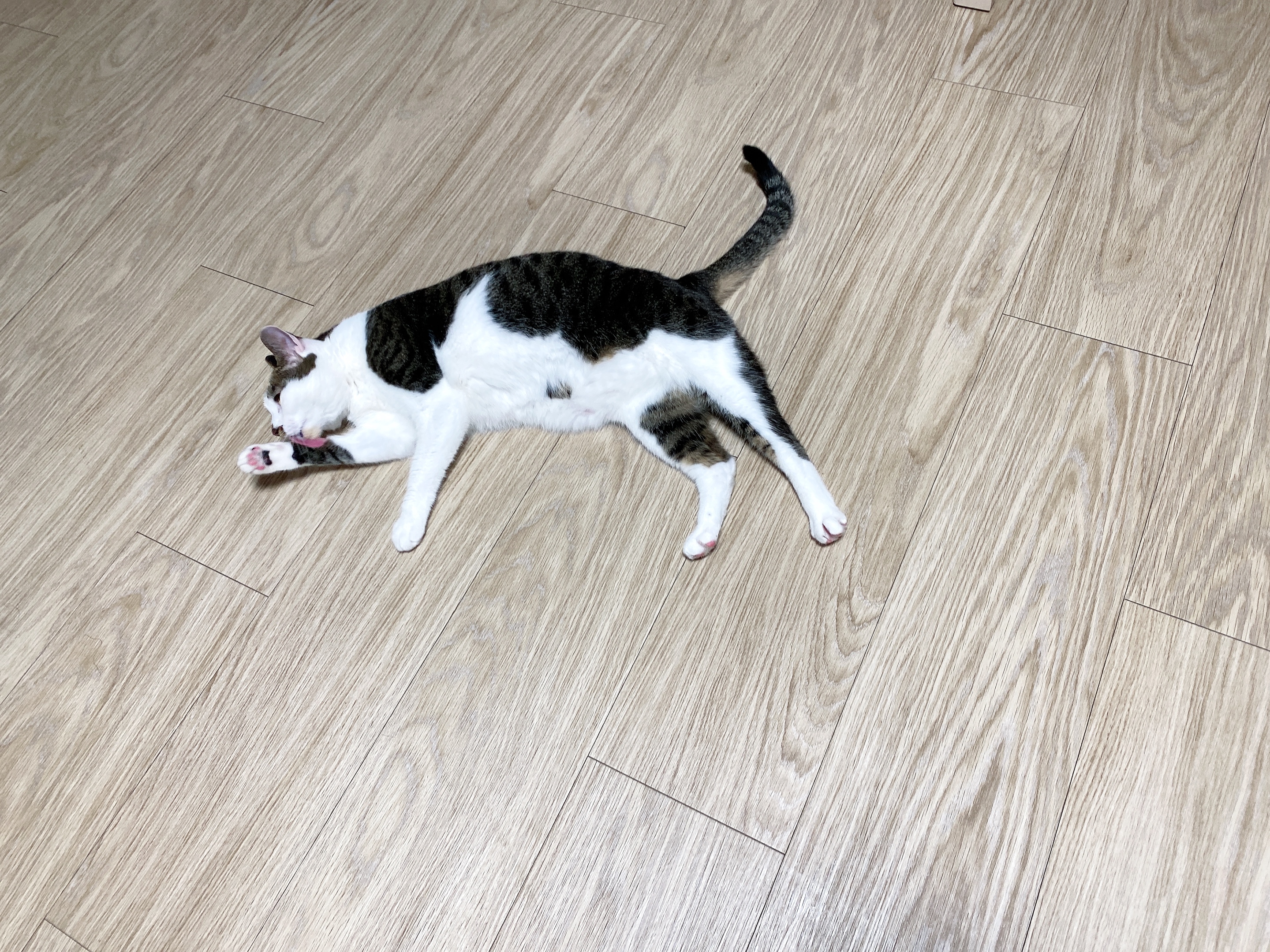 발라당고양이