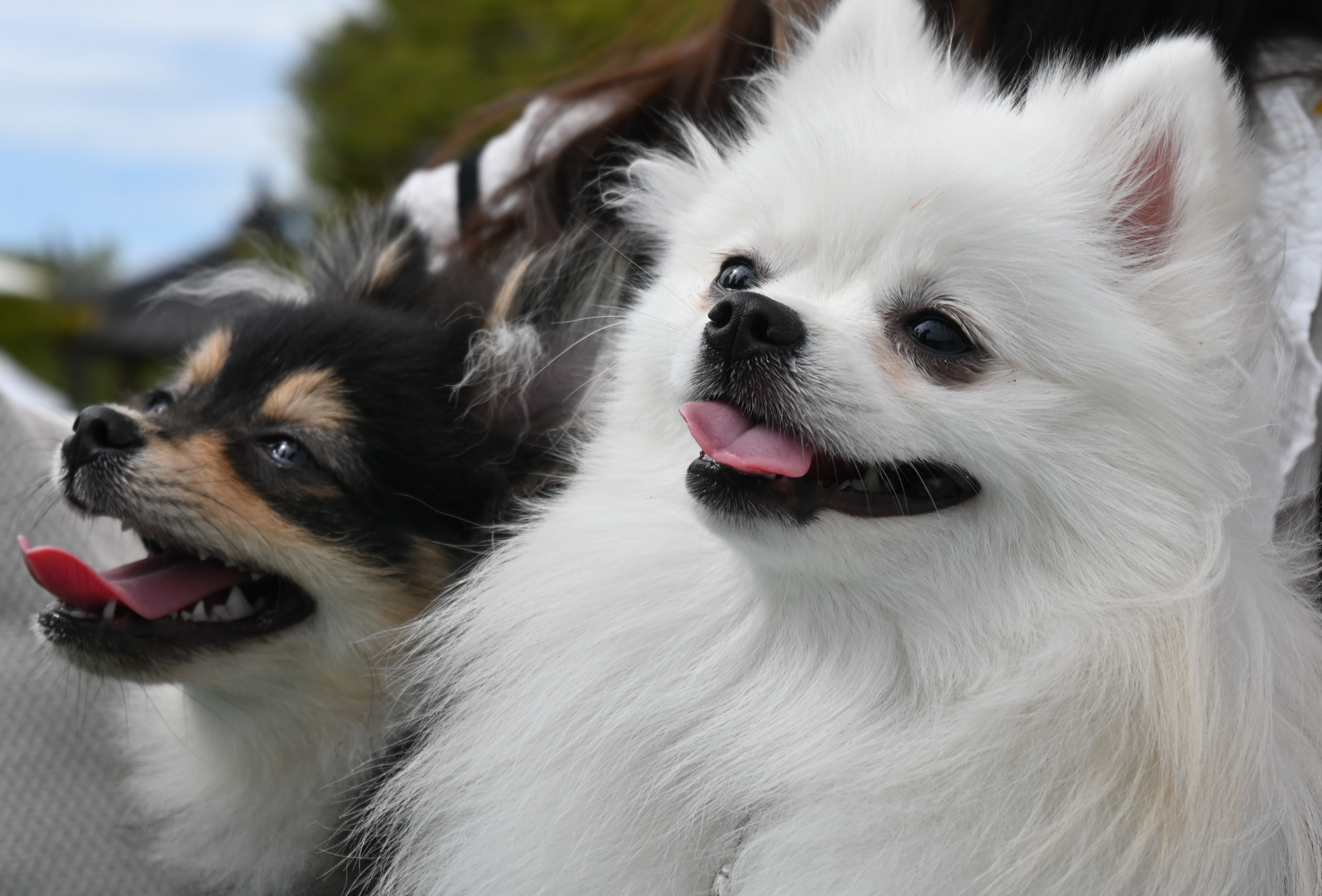 행복한 하콩&amp;달콩