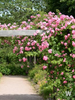 장미정원 이미지 4