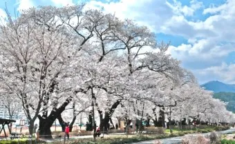 2025년 벚꽃축제 일정 시기 명소_11