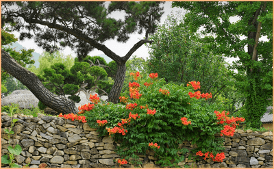 담장에 핀 능소화