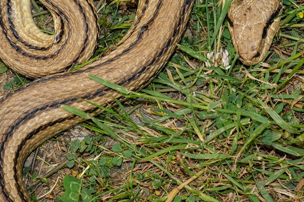 뱀 꿈해몽 이미지 입니다.