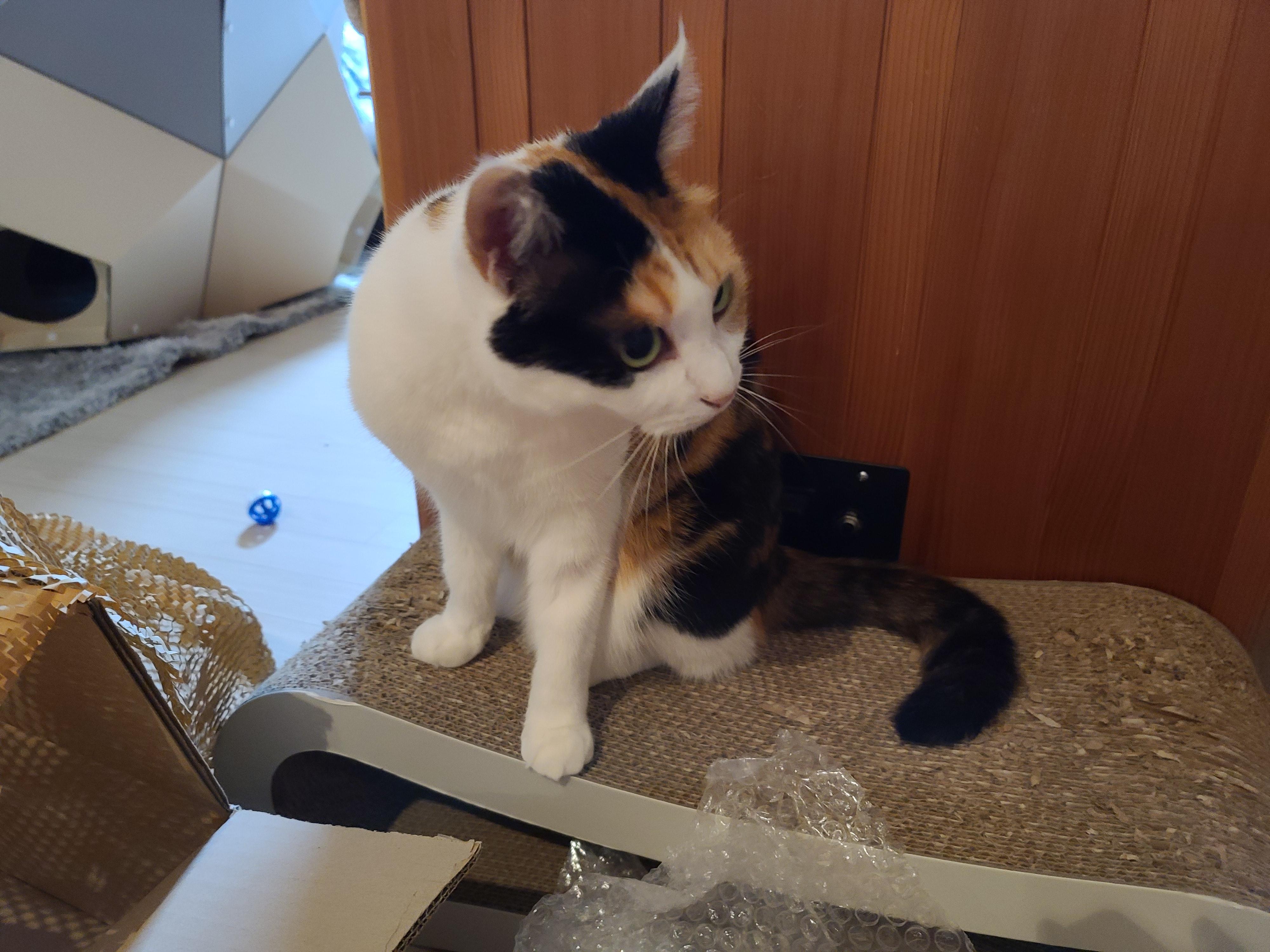 아이들의 호기심을 자극하는 장난감이 택배에 딸려왔다!