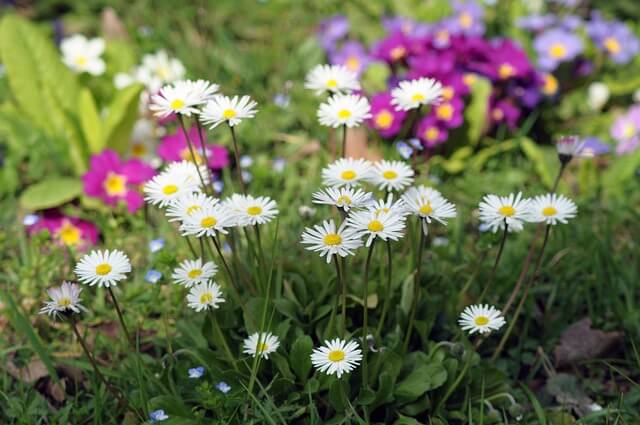 마가렛 꽃, 마가렛 꽃말