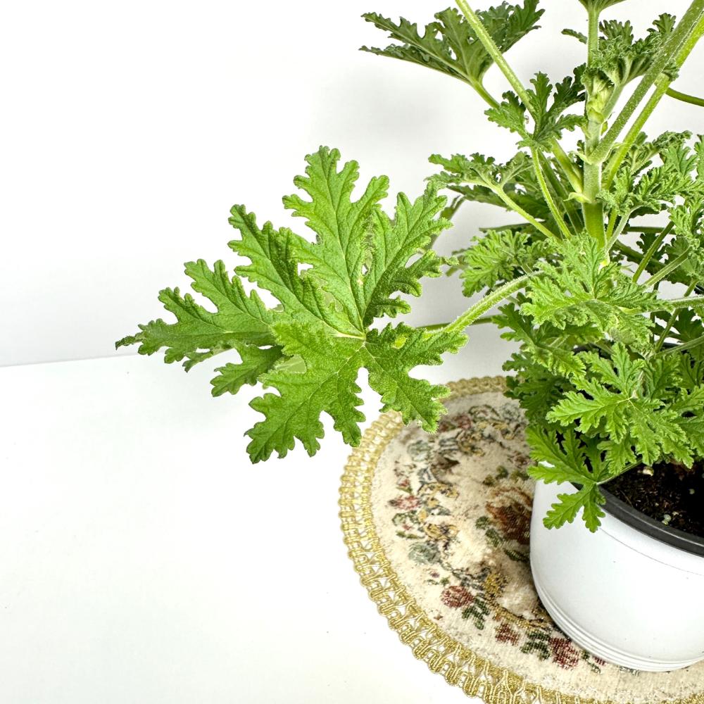 로즈 제라늄 구문초 키우기 물주기