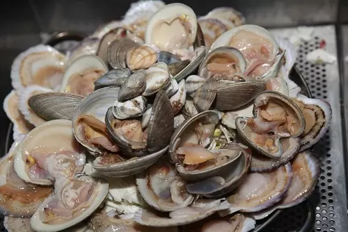 조개 사진