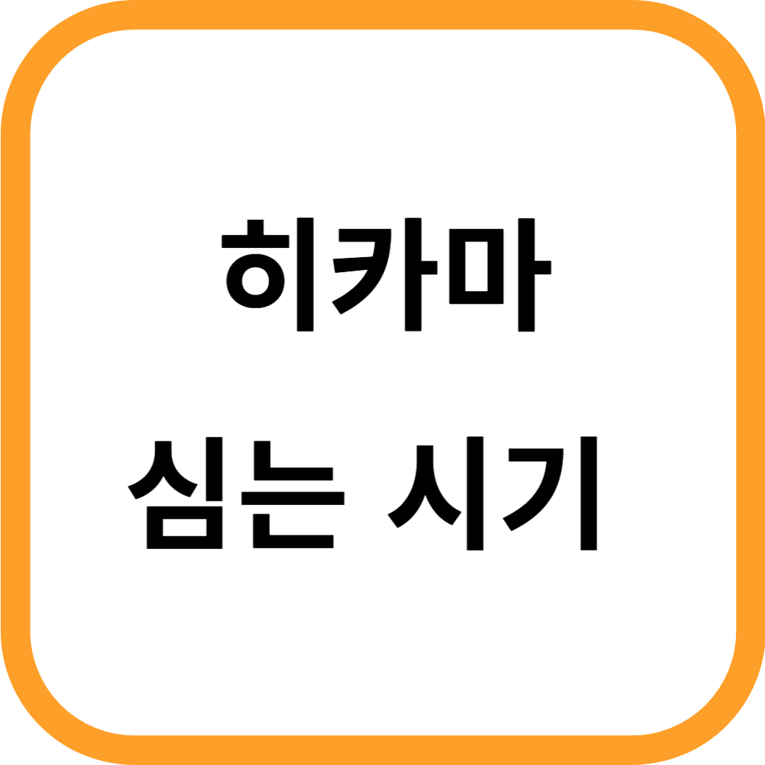 히카마 심는 시기