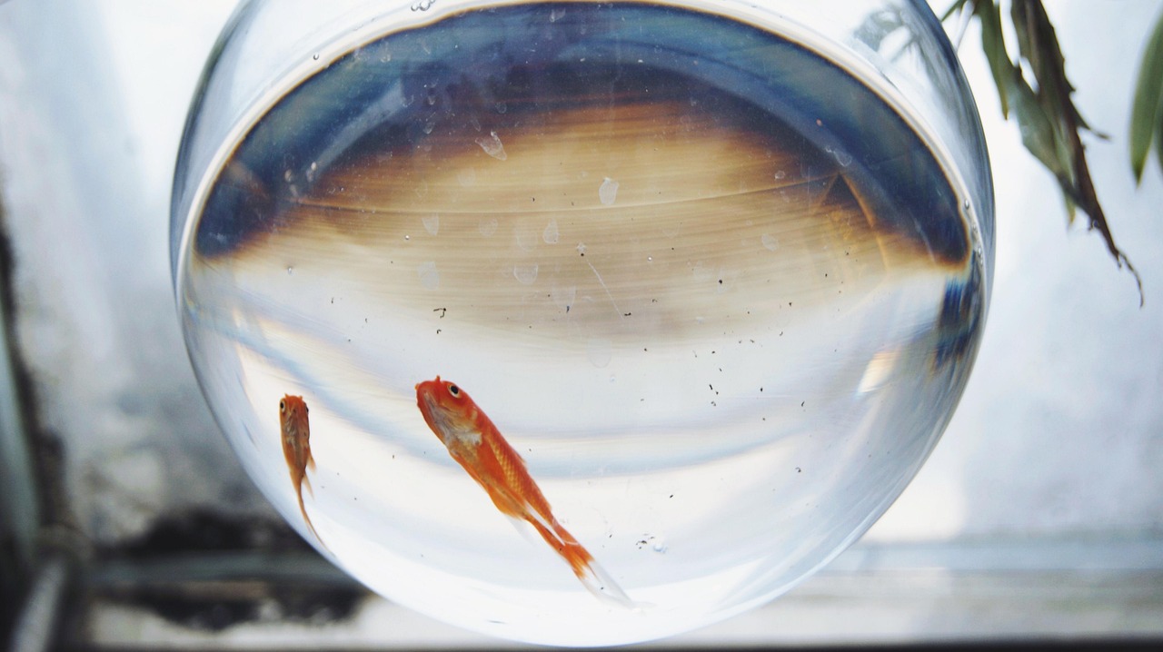 금붕어 관련 사진