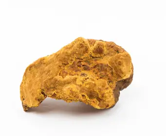 상황버섯 효능과 영양성분 복용시 주의점