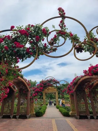 나는 빛나는 별처럼 느꼈습니다 한밭수목원 클레마티스 전시회 관람기_7