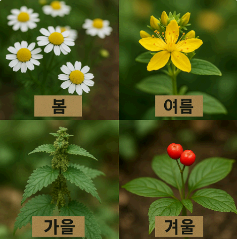 계절별로 섭취하면 좋은 대표 약초