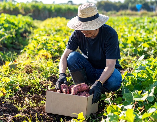 수확일 고르는 요령