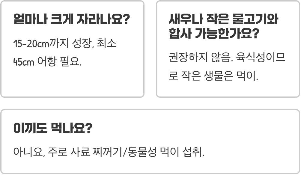 어항의 청소부, 토종 메기 미유기가 최고의 선택인 이유