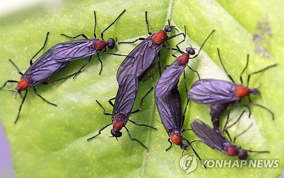 러브버그 시기 뜻 익충 이유 장마 퇴치 방역 예방법 총정리 1