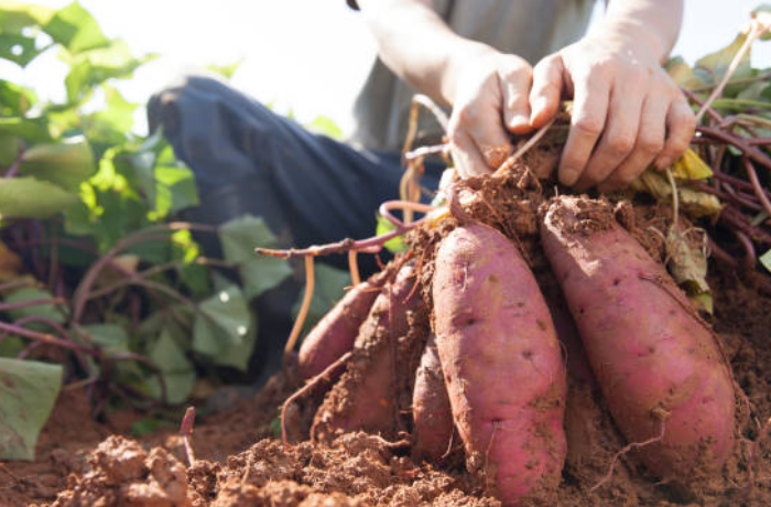 고구마를 키우는 꿈