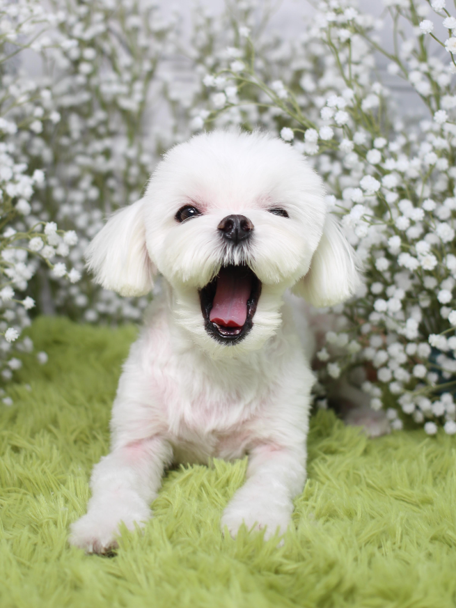 말티즈-강아지가-입벌리면서-찍힌-귀엽고-예쁜-사진