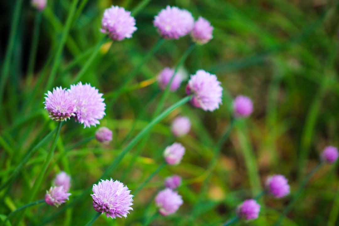 Chives