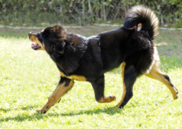 개 위확장 위염전증후군