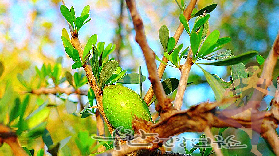 식용 아르간 오일 효능