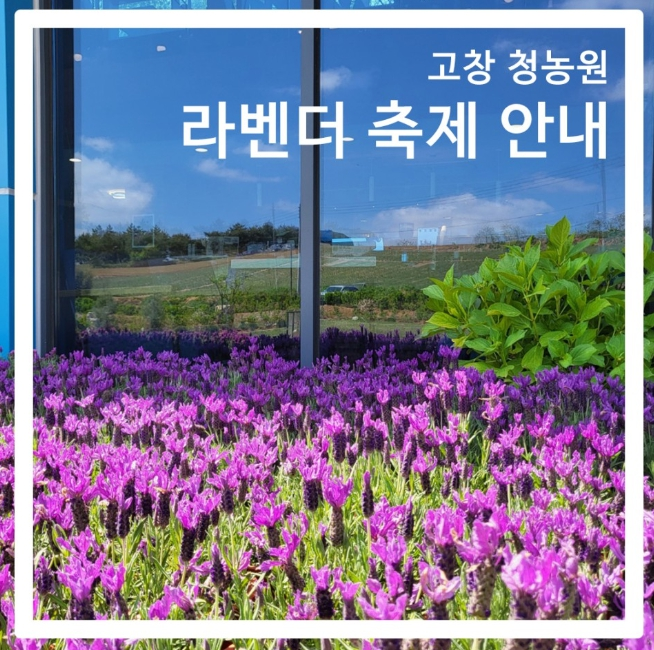 라벤더 축제
