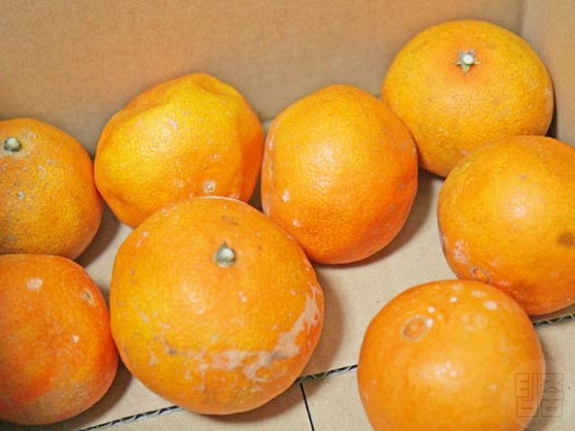 귤 오래 보관하는 방법, 귤 보관법, 귤 곰팡이, 생활꿀팁, 팁줌 매일꿀정보