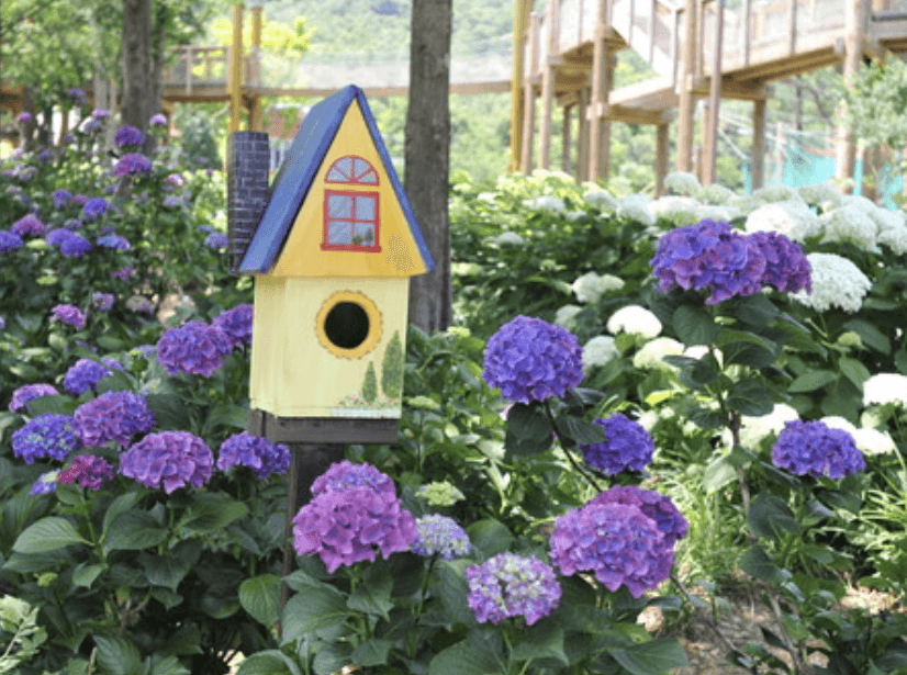 진주 월아산 수국축제