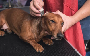 강아지/출처:어도비스톡