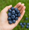 블루베리 효능
