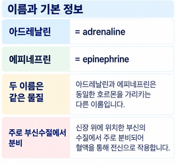 아드레날린과 에피네프린이 같은 물질이며 부신수질에서 분비된다는 점을 설명한 이미지