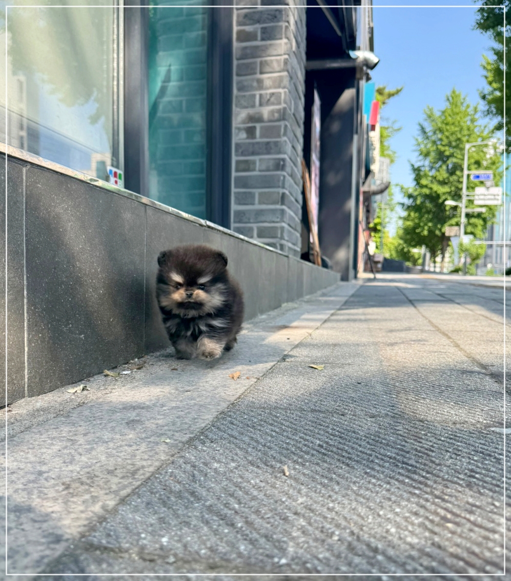 블랙탄 포메라니안 입양 전 체크리스트