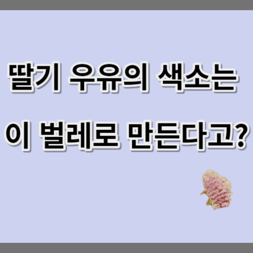 딸리 우유의 색을 만드는 분홍색 벌레