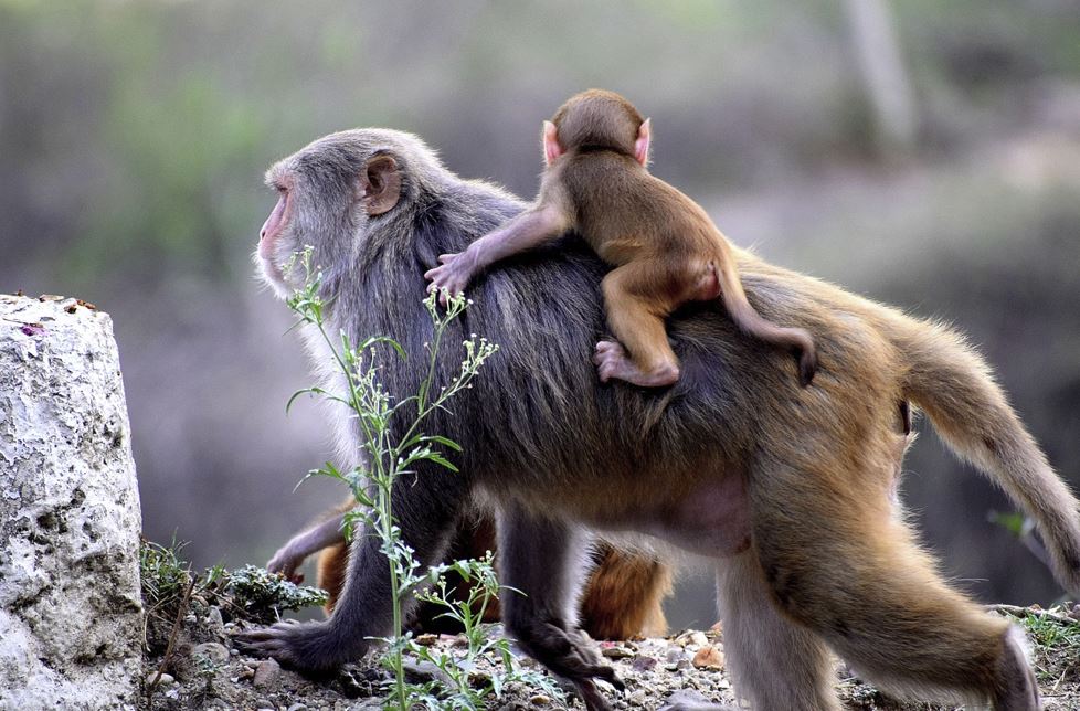 2026년 원숭이띠 운세 총정리|재물운·건강운·직장운 완벽 해석