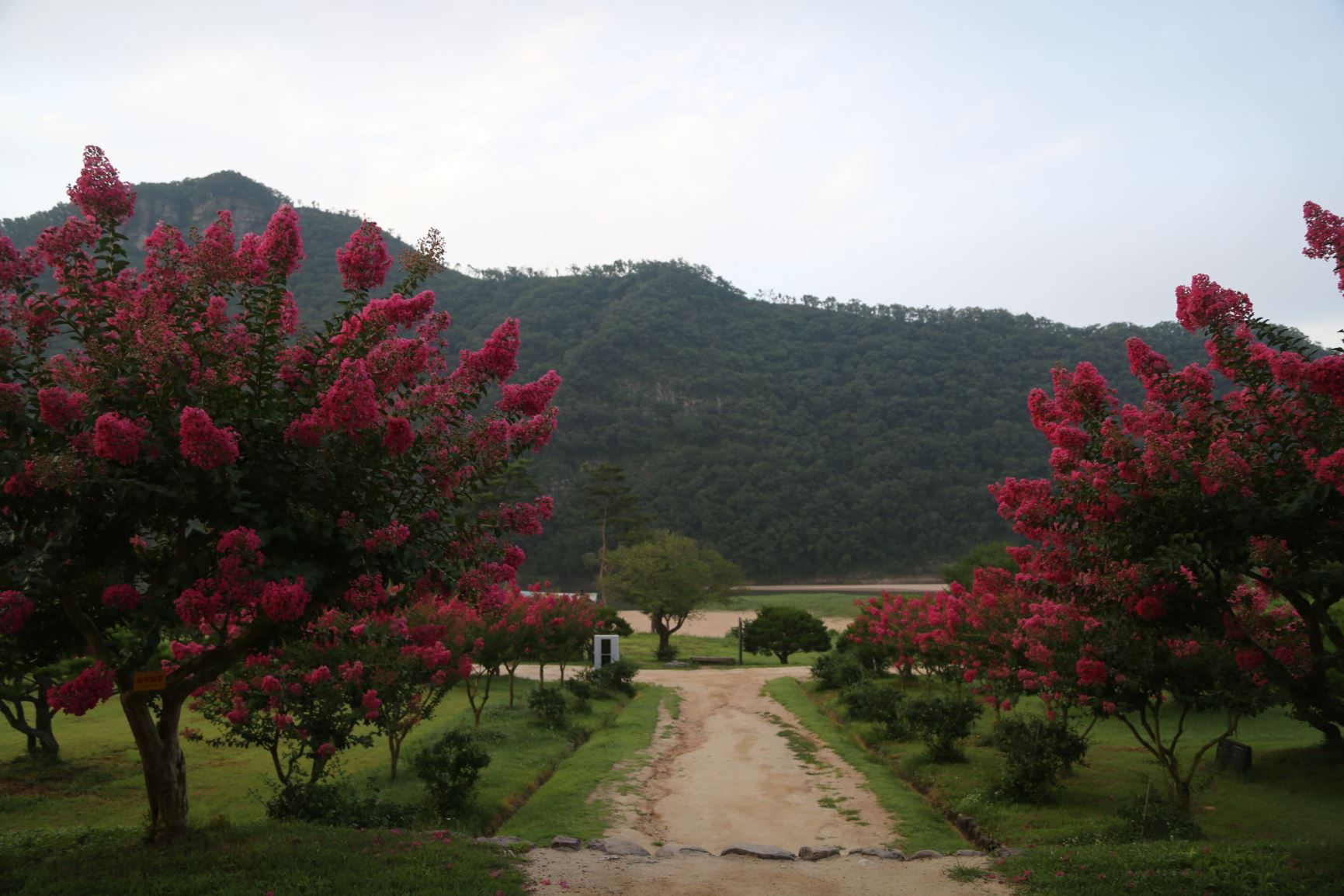 안동 병산서원 배롱나무 꽃