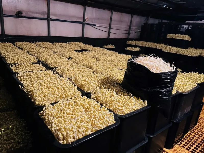 콩나물 재배 콩 불리기 온도 유지 깨끗한 세척_4